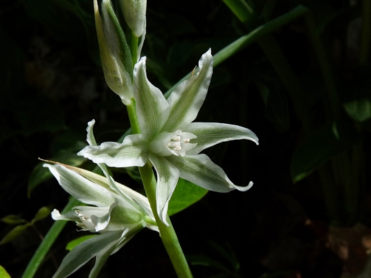{Ornithogalum nutans}